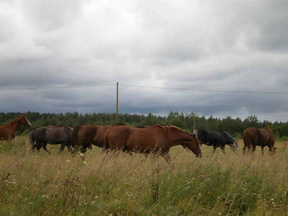 Sassi Talu Horsefarm Hotel Parnumaa Bagian luar foto
