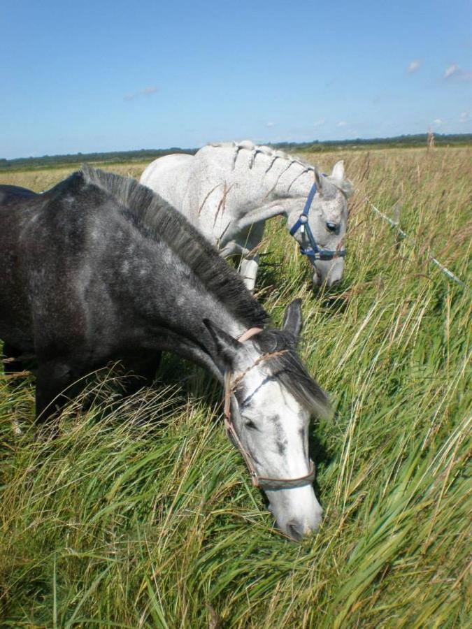 Sassi Talu Horsefarm Hotel Parnumaa Bagian luar foto